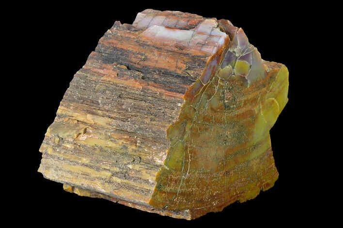 Colorful, Polished Petrified Wood (Araucarioxylon) - Arizona #147902